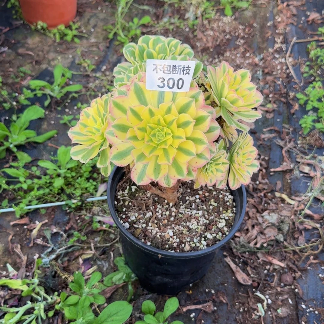 300多肉法师锦111