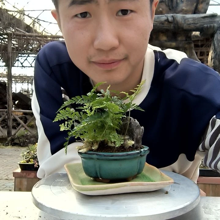 沐***朵小盆景小植物一物一拍406