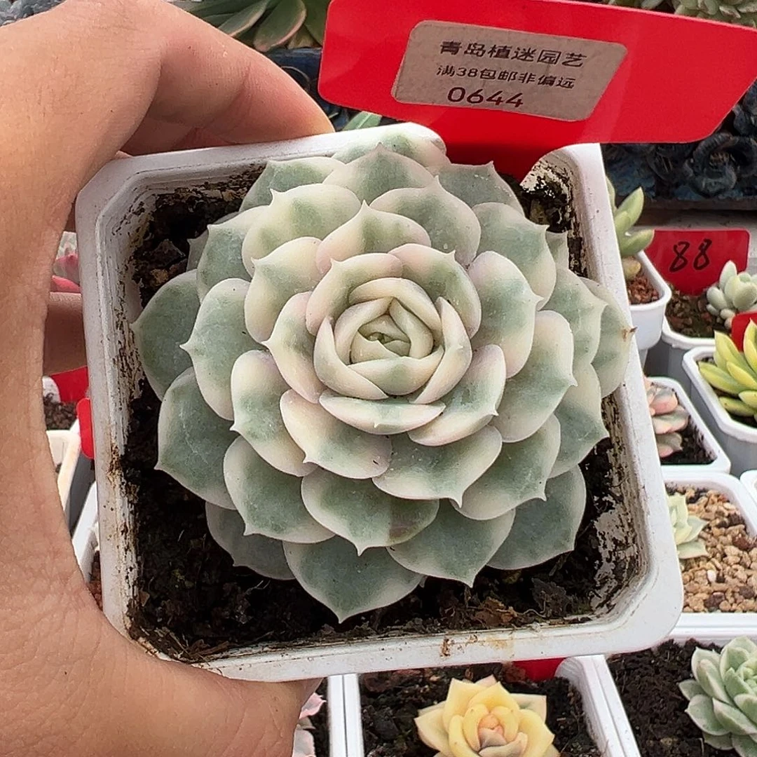 644号昂斯诺锦多肉