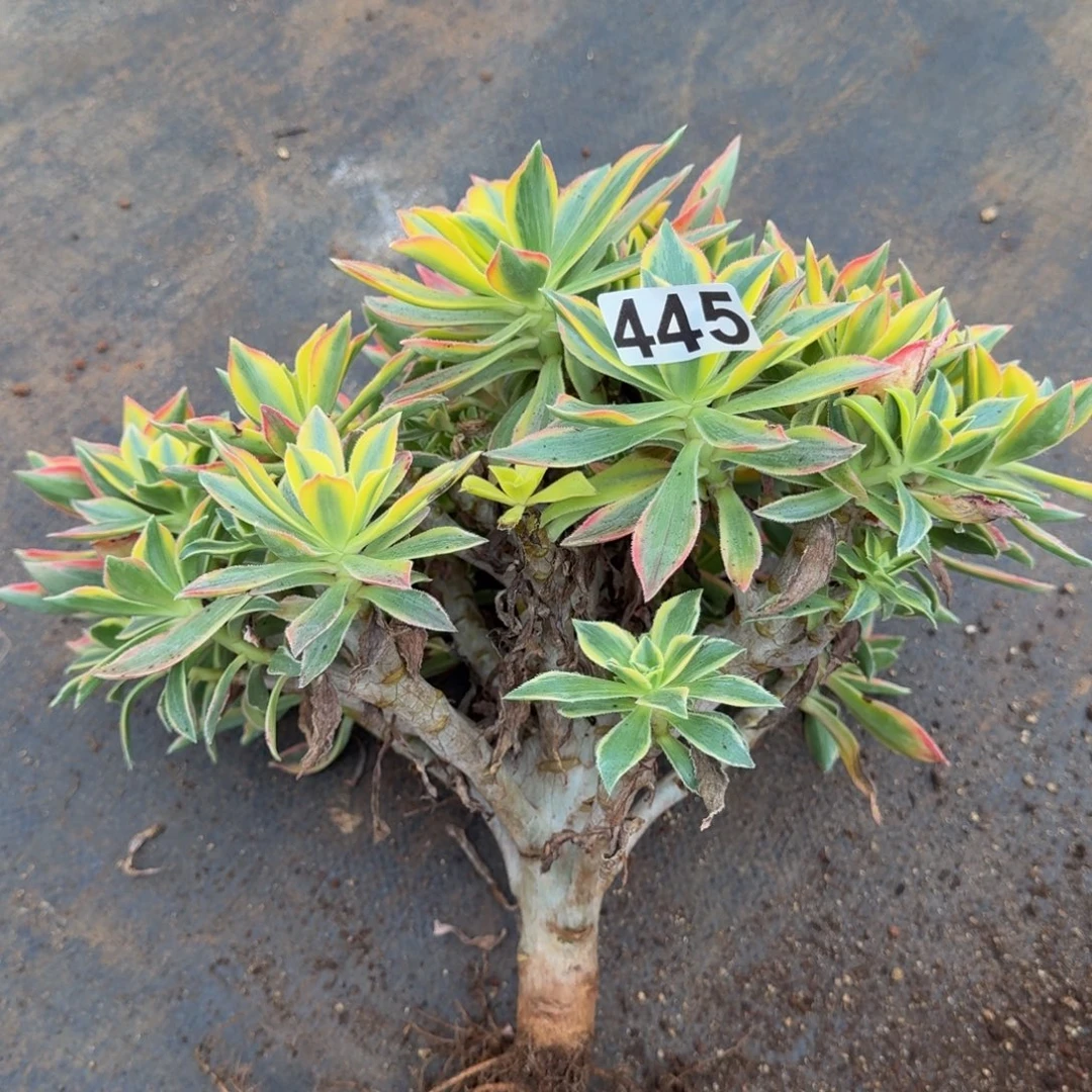 445多肉植物枫叶有砍特价