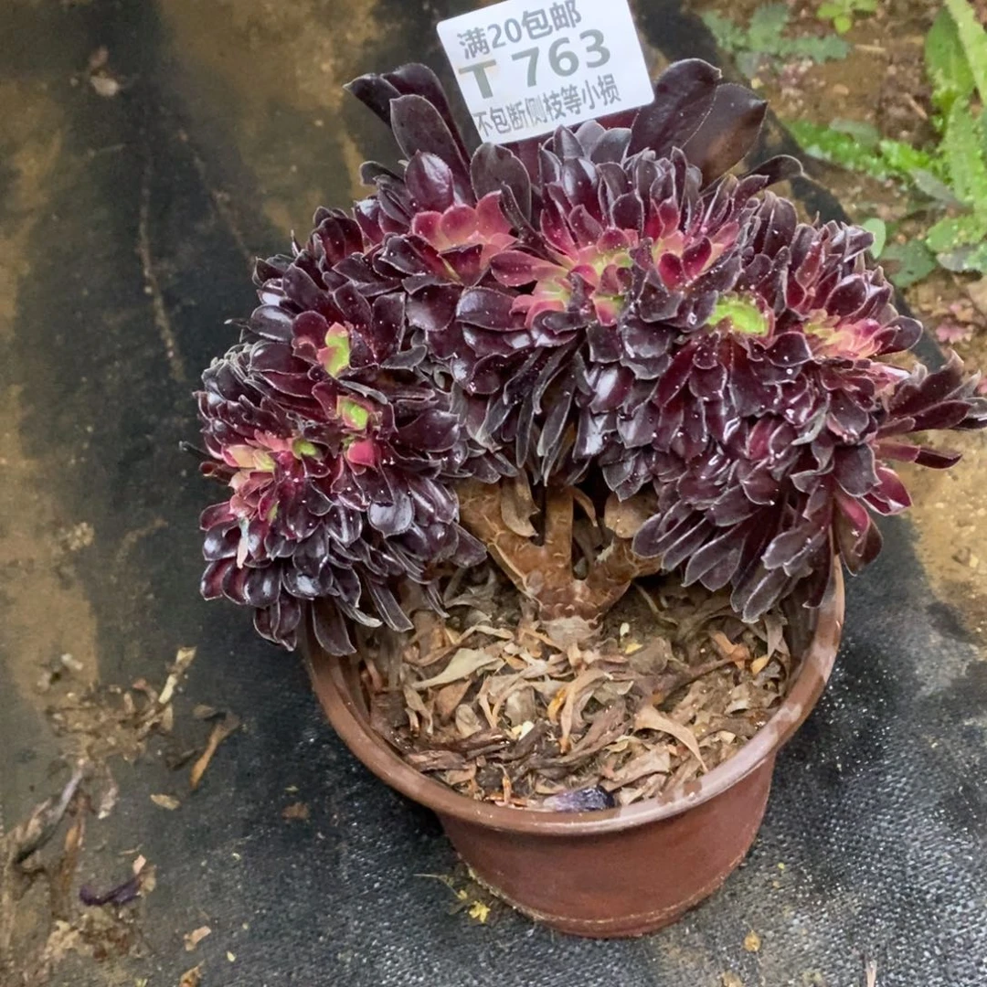 763欧紫缀化多肉