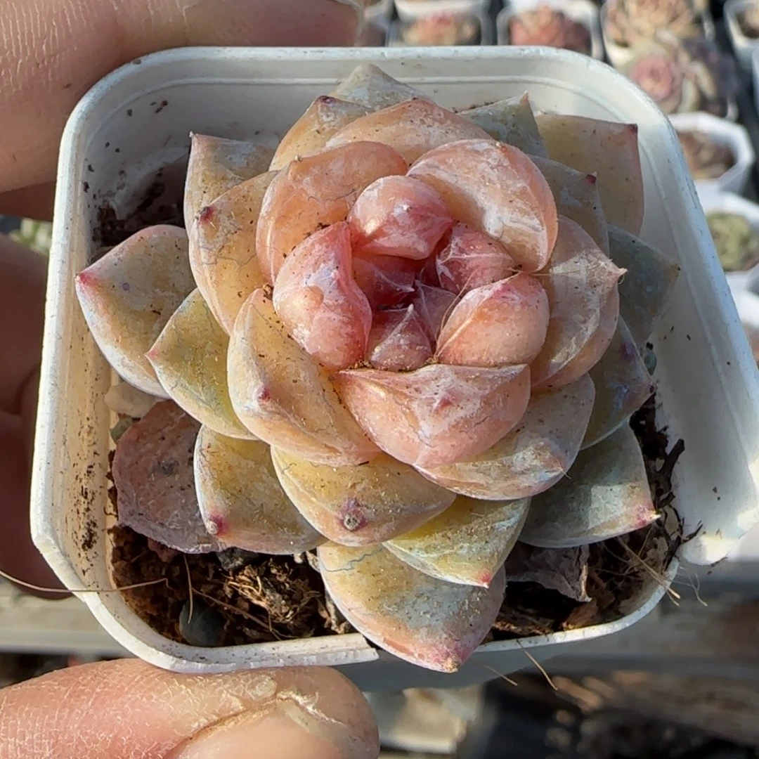 多肉小卡拉米糖心一物一拍