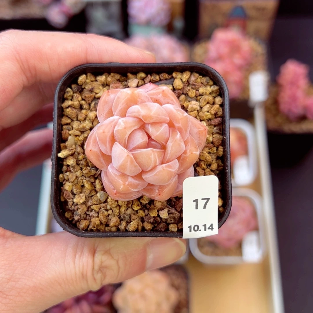 茶卡17、哈哈哈哈哈