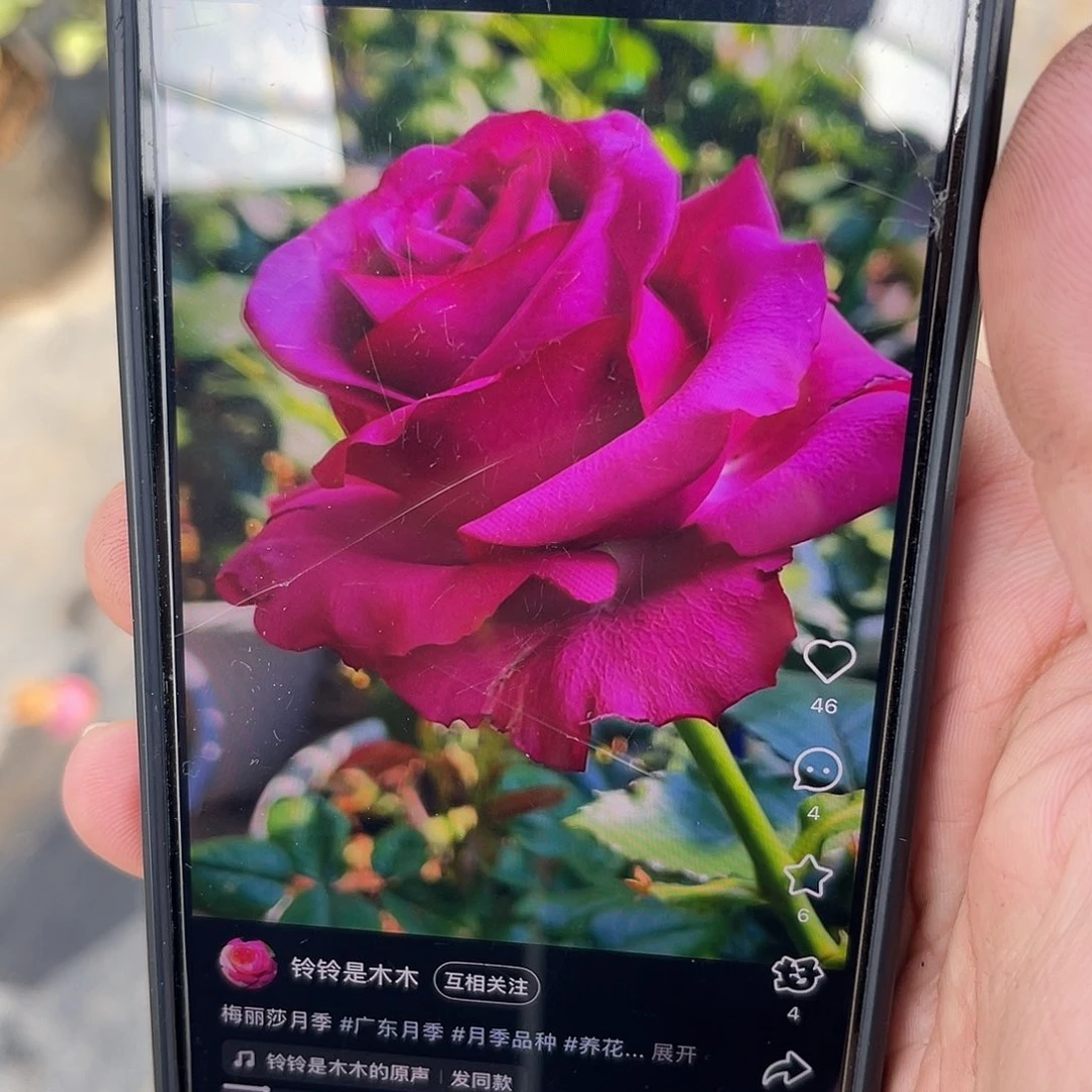 无花朵———梅丽莎 福利款