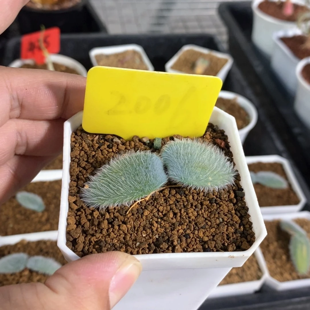 毛叶石蒜多肉植物