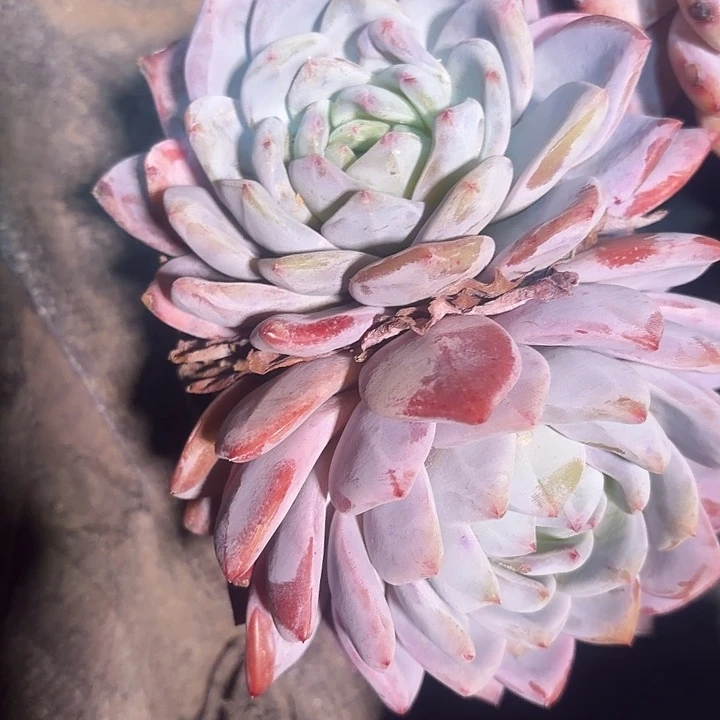 双头橙梦露多肉植物