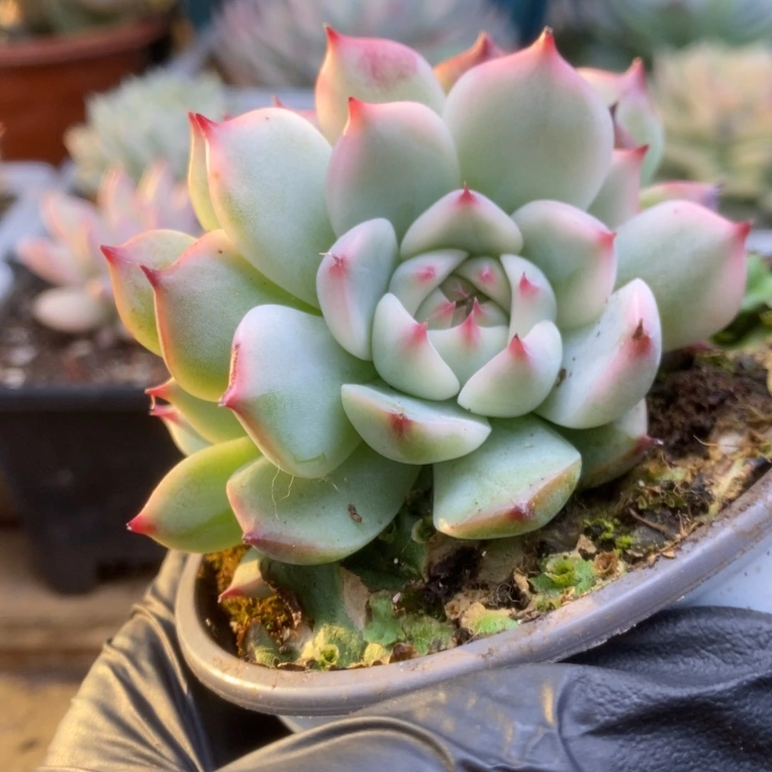 464锦锦锦锦锦锦锦锦