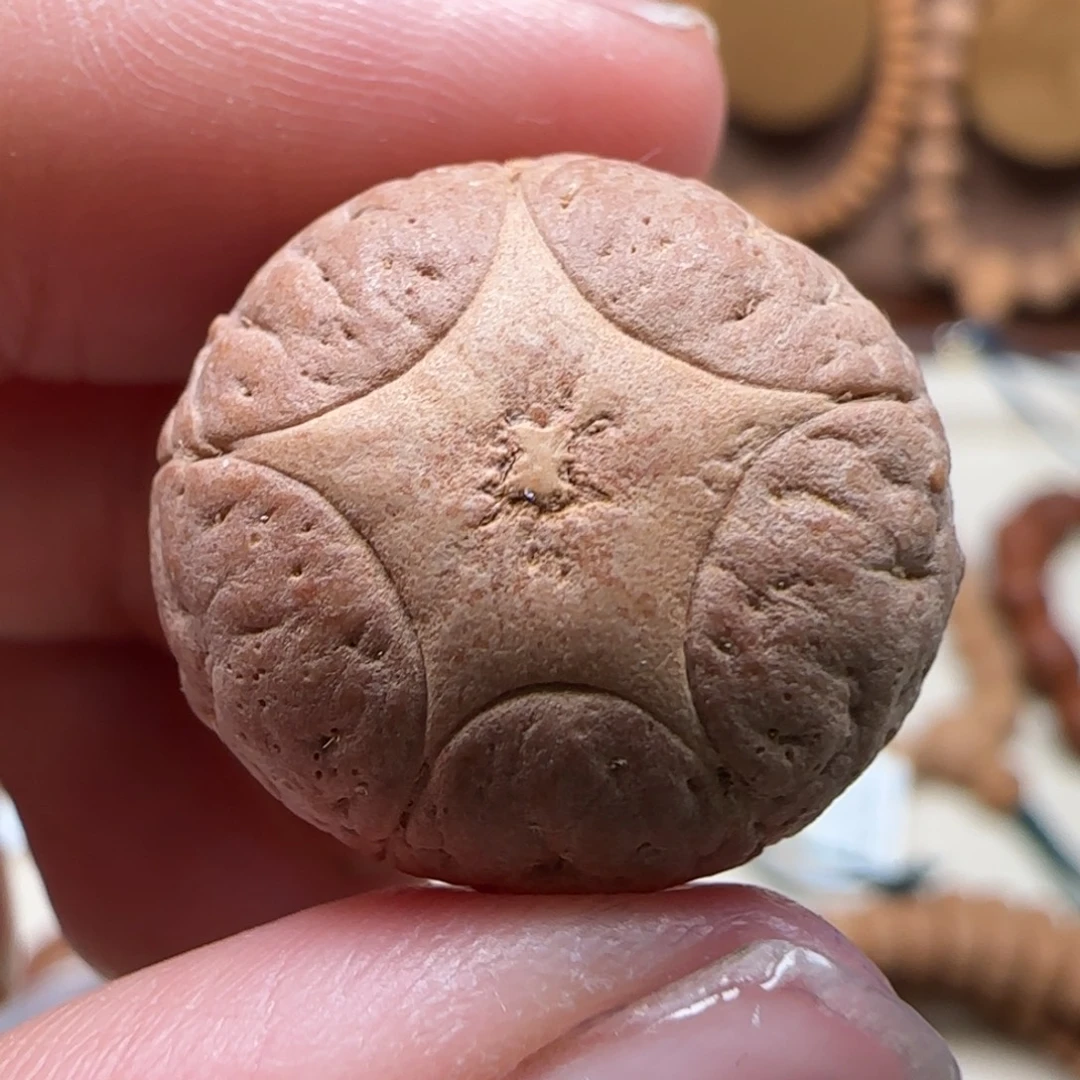 凤眼菩提吊坠20.9-15.7树祖单颗