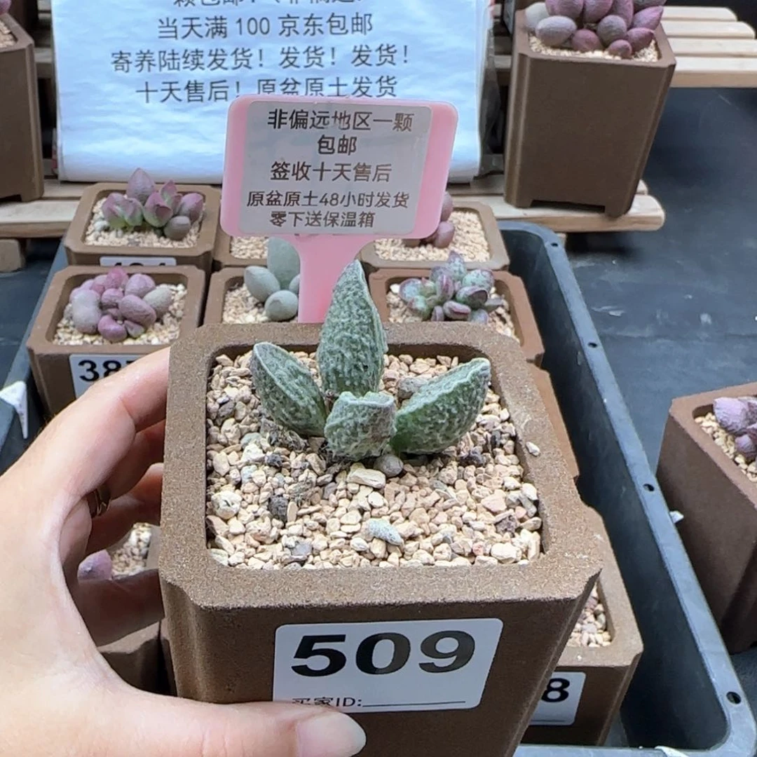 509酒红猪肝微瑕多肉植物