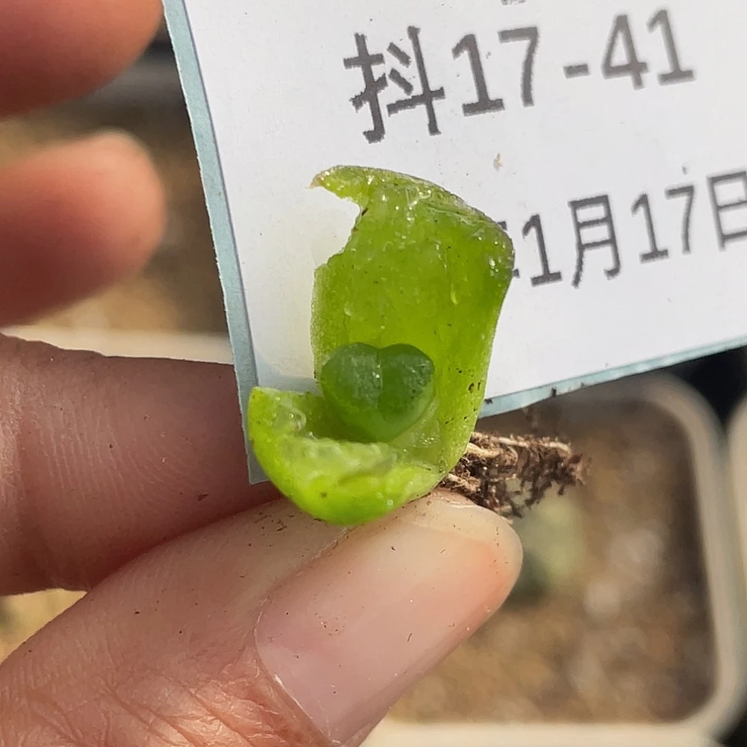 薄****17-41肉锥多肉植物