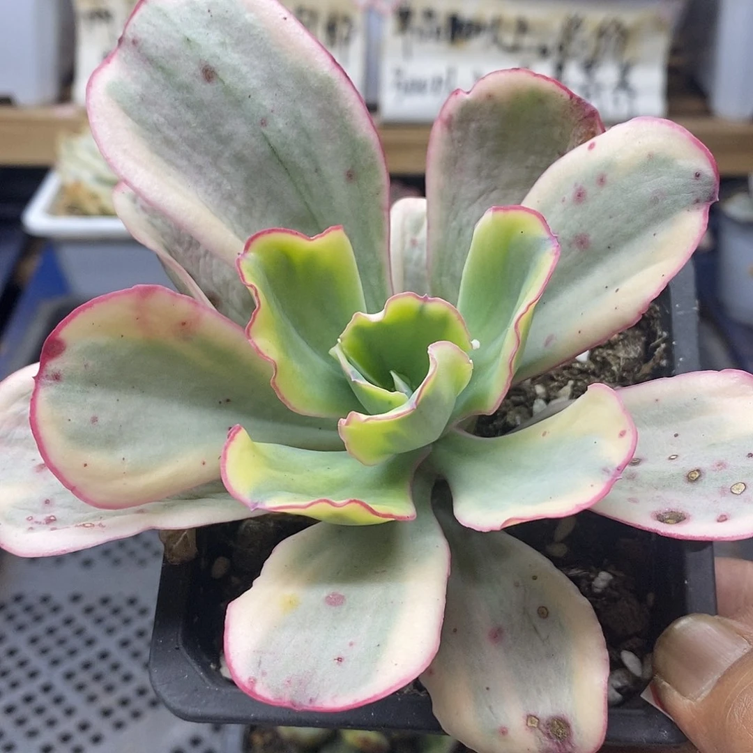 12119 大瑞蝶覆轮锦