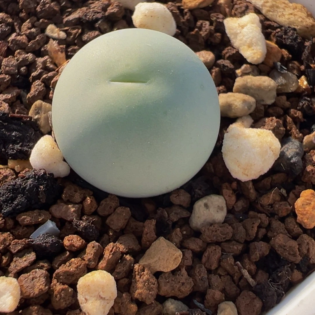 263多肉植物种类多样