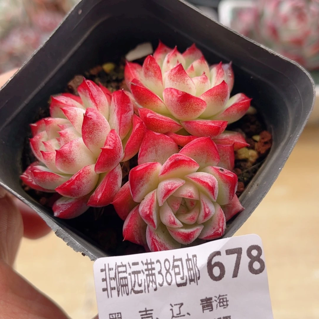 678紫霞仙子德华多肉