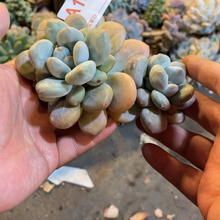 191 满20包邮脱土发货