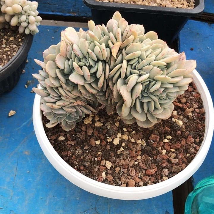 海棠花缀化多肉植物