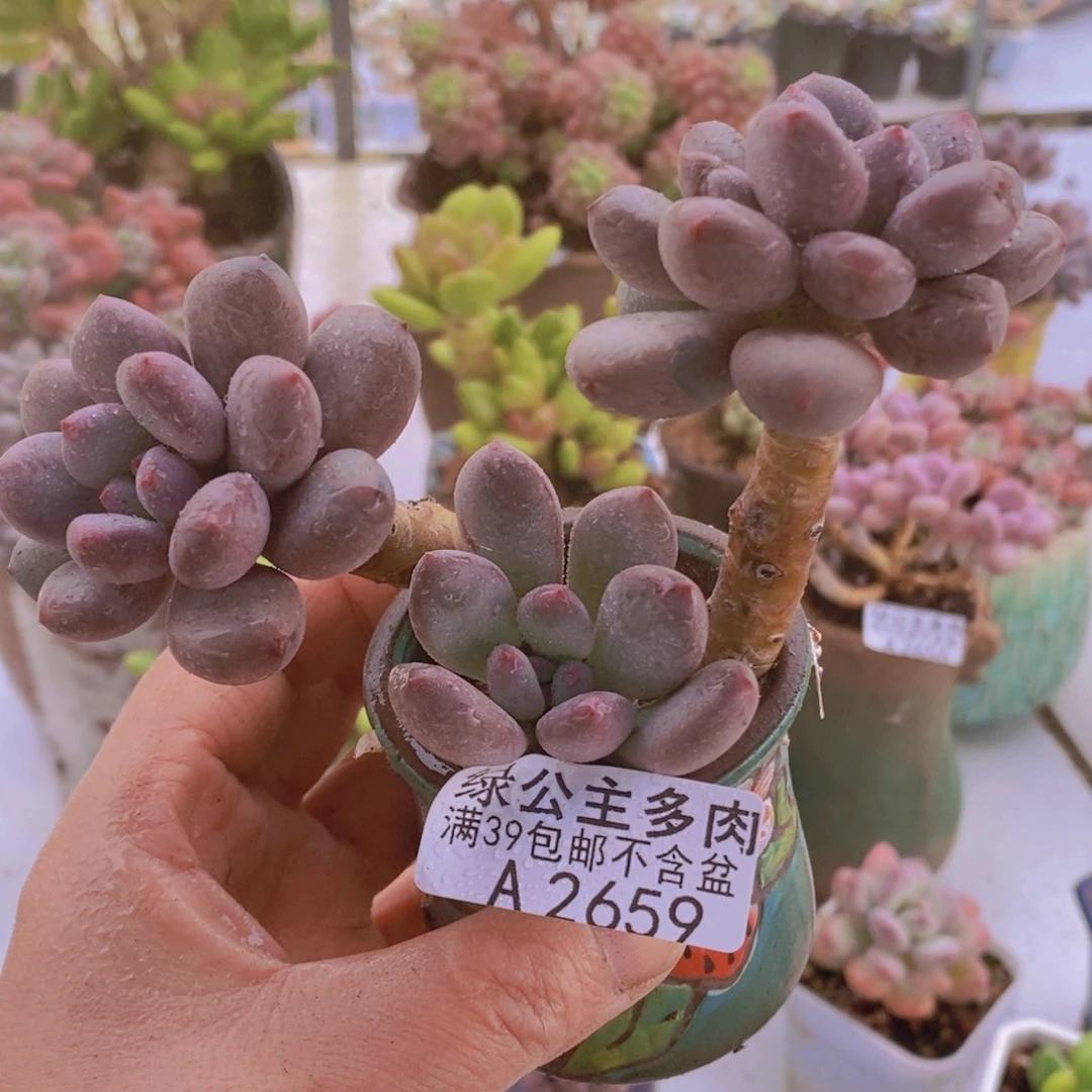 仙子奶7cm2659多肉植物