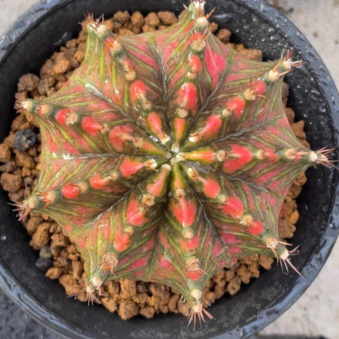 当前无花朵，栽培后可花朵斑马粉虎斑