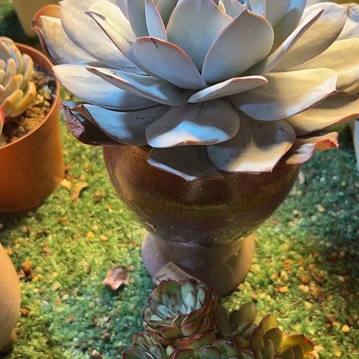 幸运的是我还没幸运