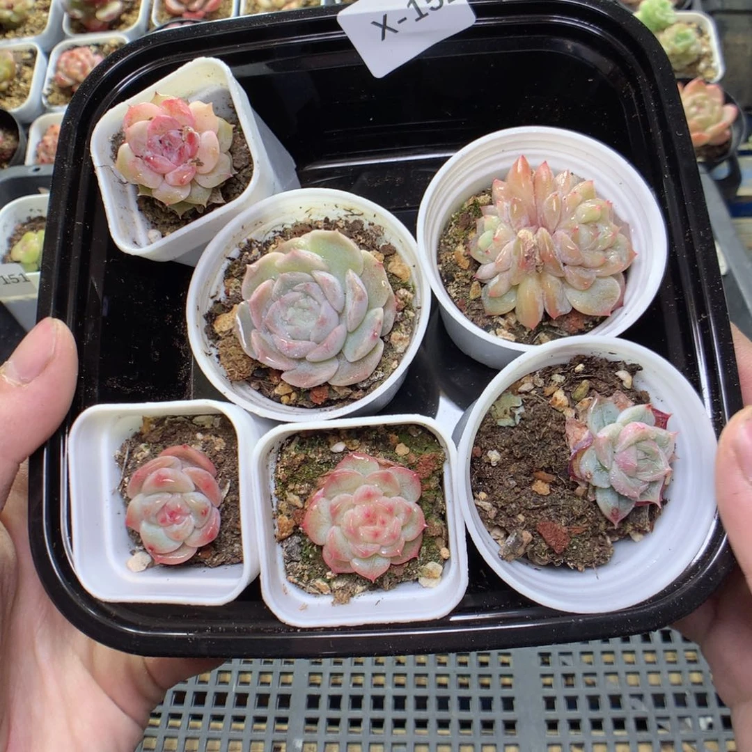 X152y y y y y y y y y y