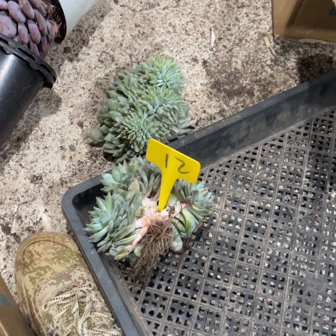 云***裳星影缀化多头群生12