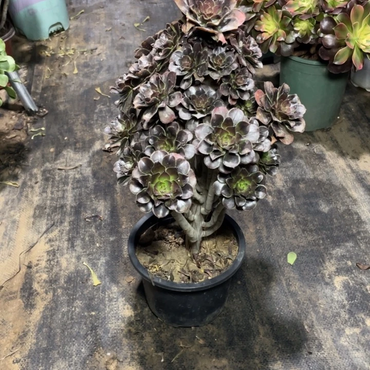 42灰法师多肉植物多肉植物