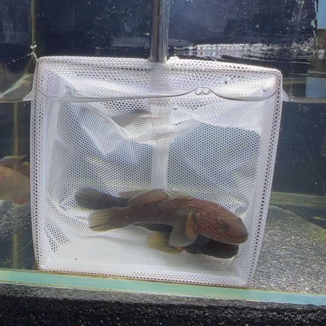 狮头鱼短棘稿7-8一对