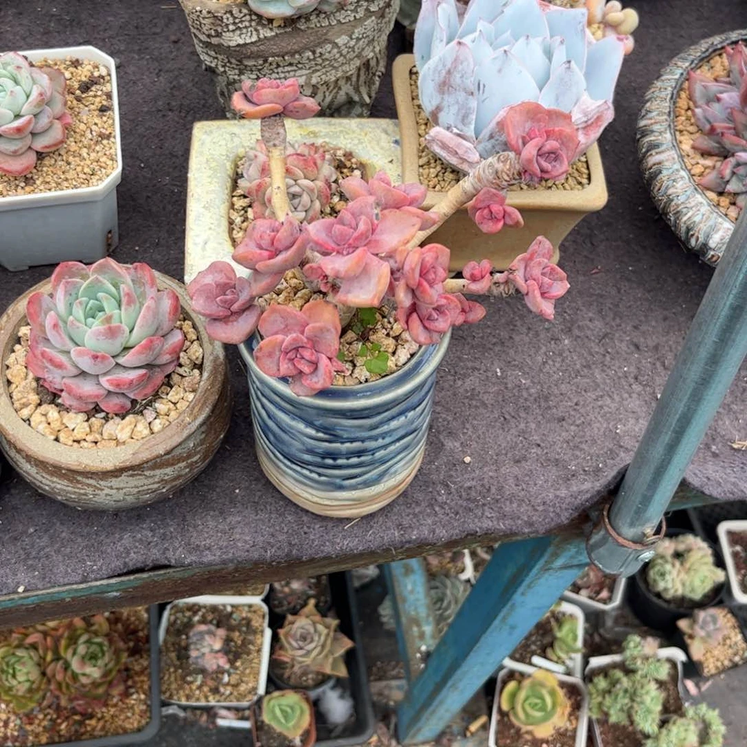 @****多肉植物1111补差价1111