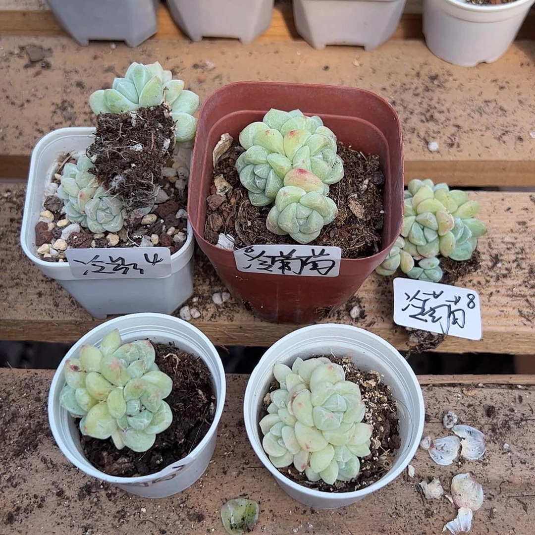 冰玉肉肉肉肉肉肉肉肉肉肉肉