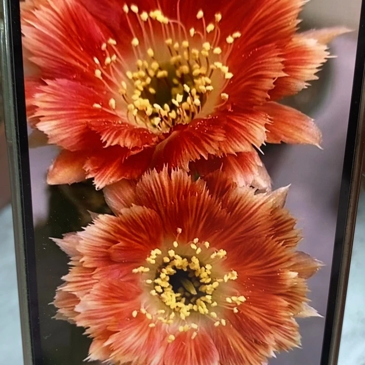 香香羽毛丽花侧芽2.6公分左右