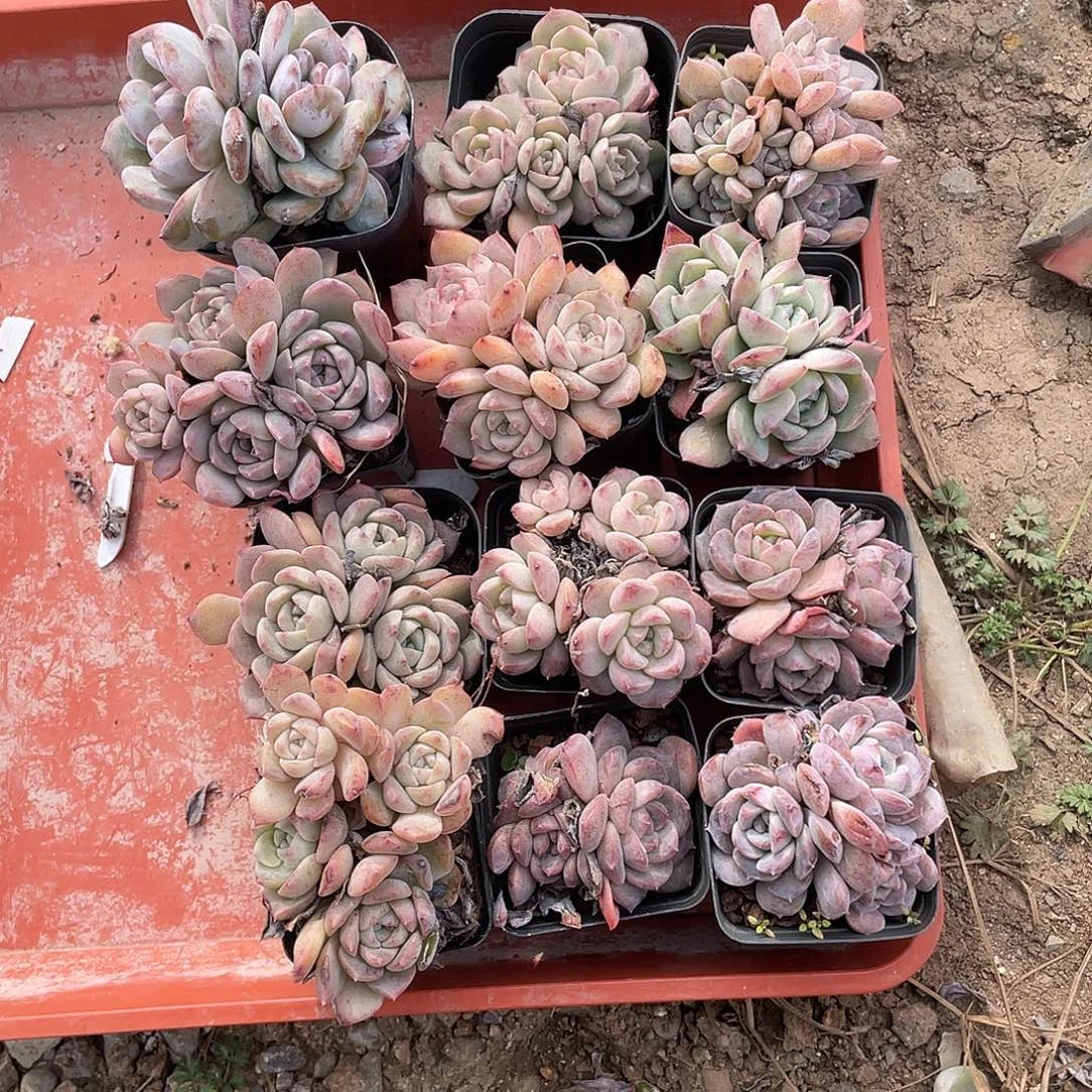 开播以来我第一天没