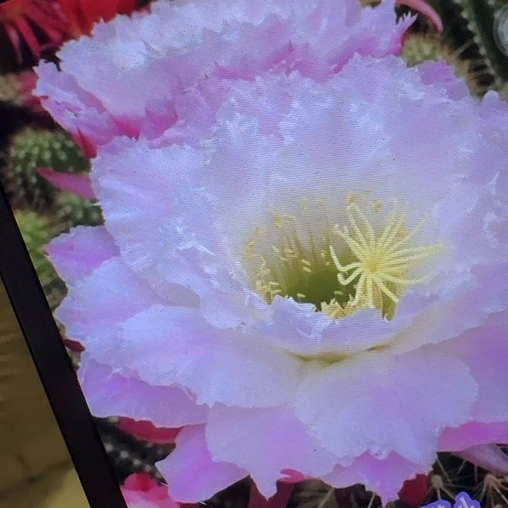柠檬心侧芽5公分左右毛花柱（20包邮）
