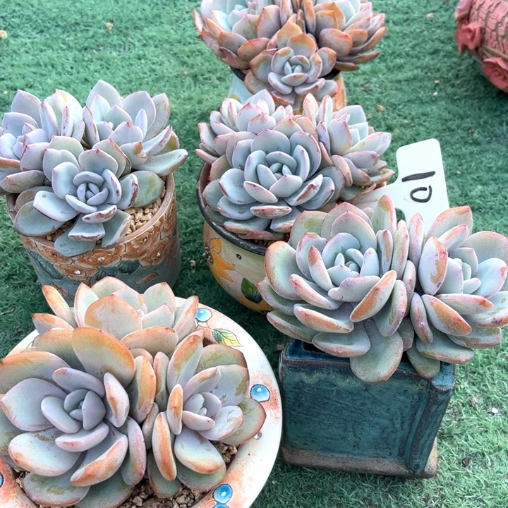 奶茶10号码牌子的话题了