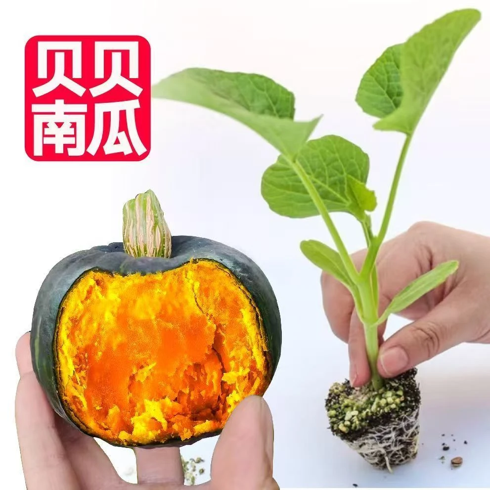 南瓜苗南瓜秧苗带土贝贝南瓜苗早熟高产南瓜苗密本南瓜砍瓜苗庭院