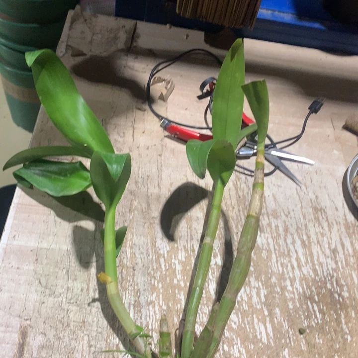 完全开放贵妃3苗无花