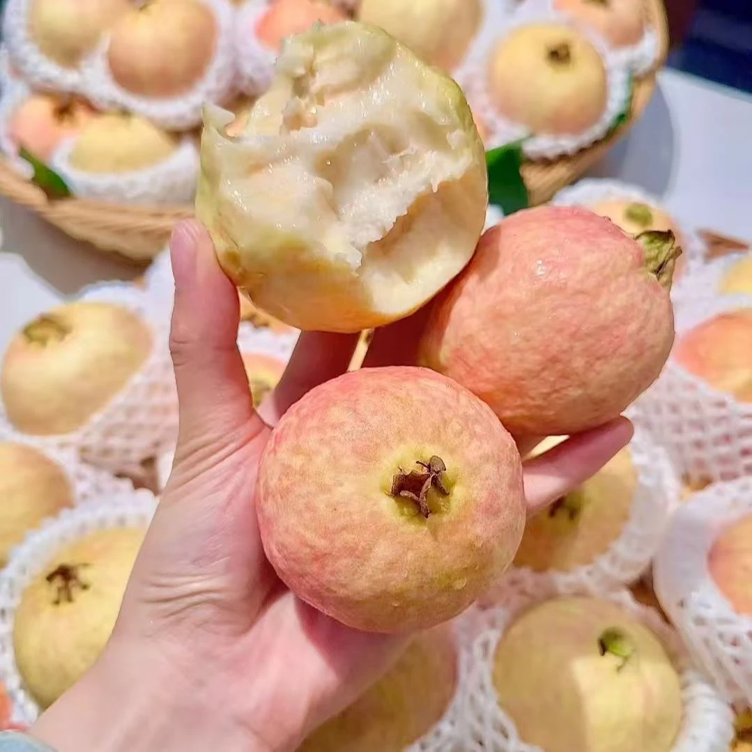 四季番石榴芭乐南方当年正宗胭脂红芭乐苗各种果树苗新鲜高压红心