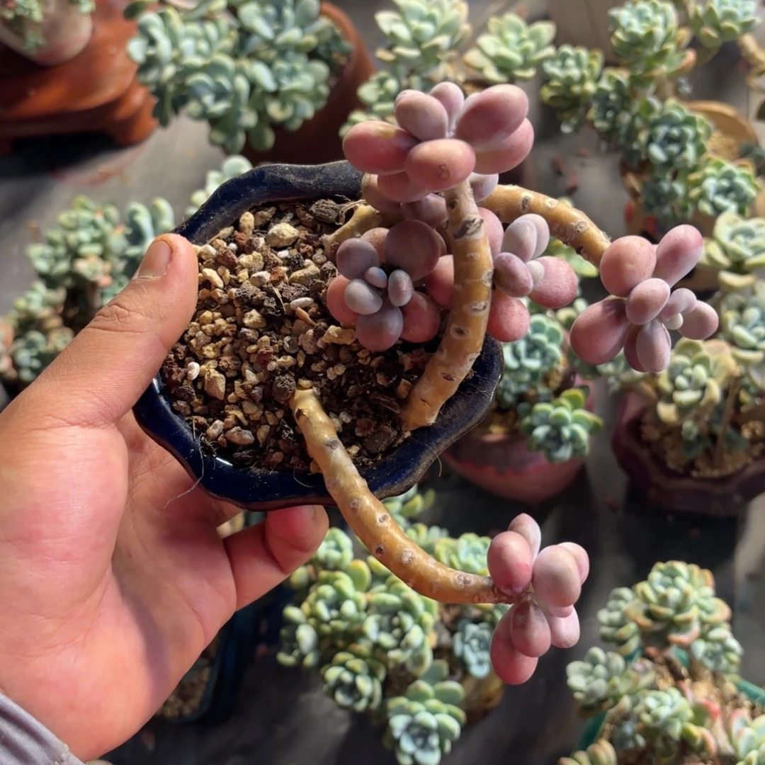 早**觉27号老庄多肉植物