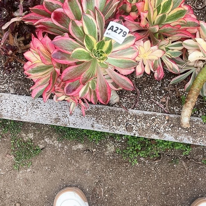 心**程279魅影法师多肉植物