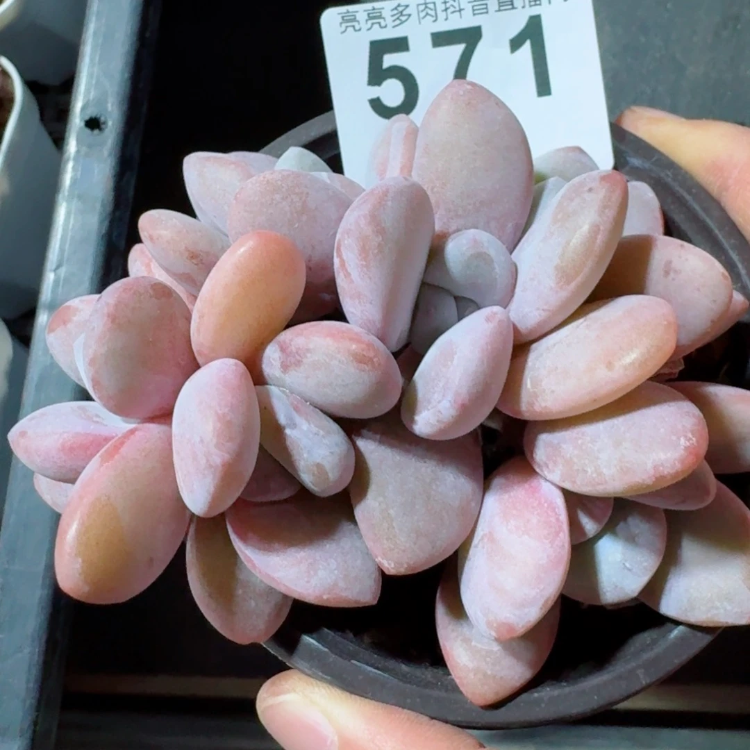 粉兔群生         精品多肉