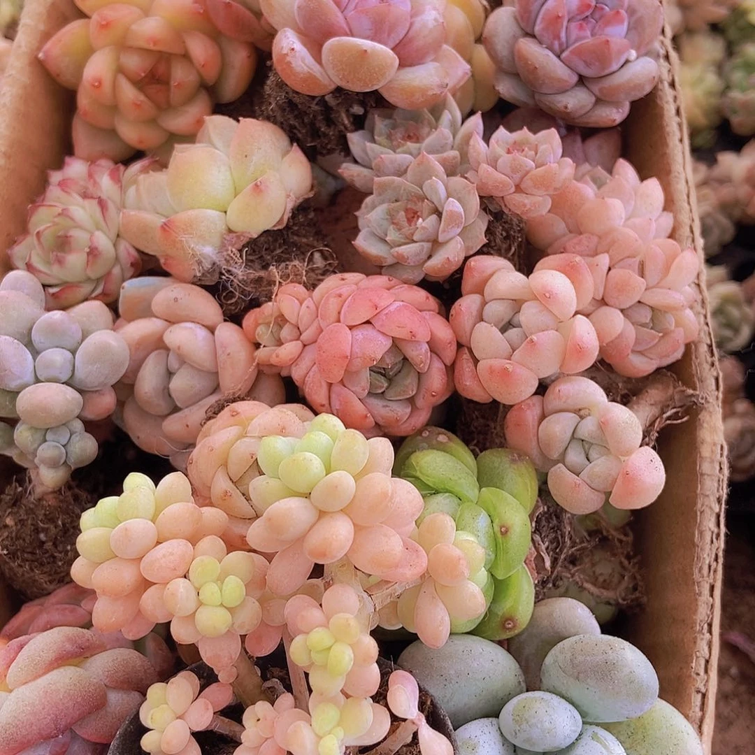 000000000001量拍保底20颗