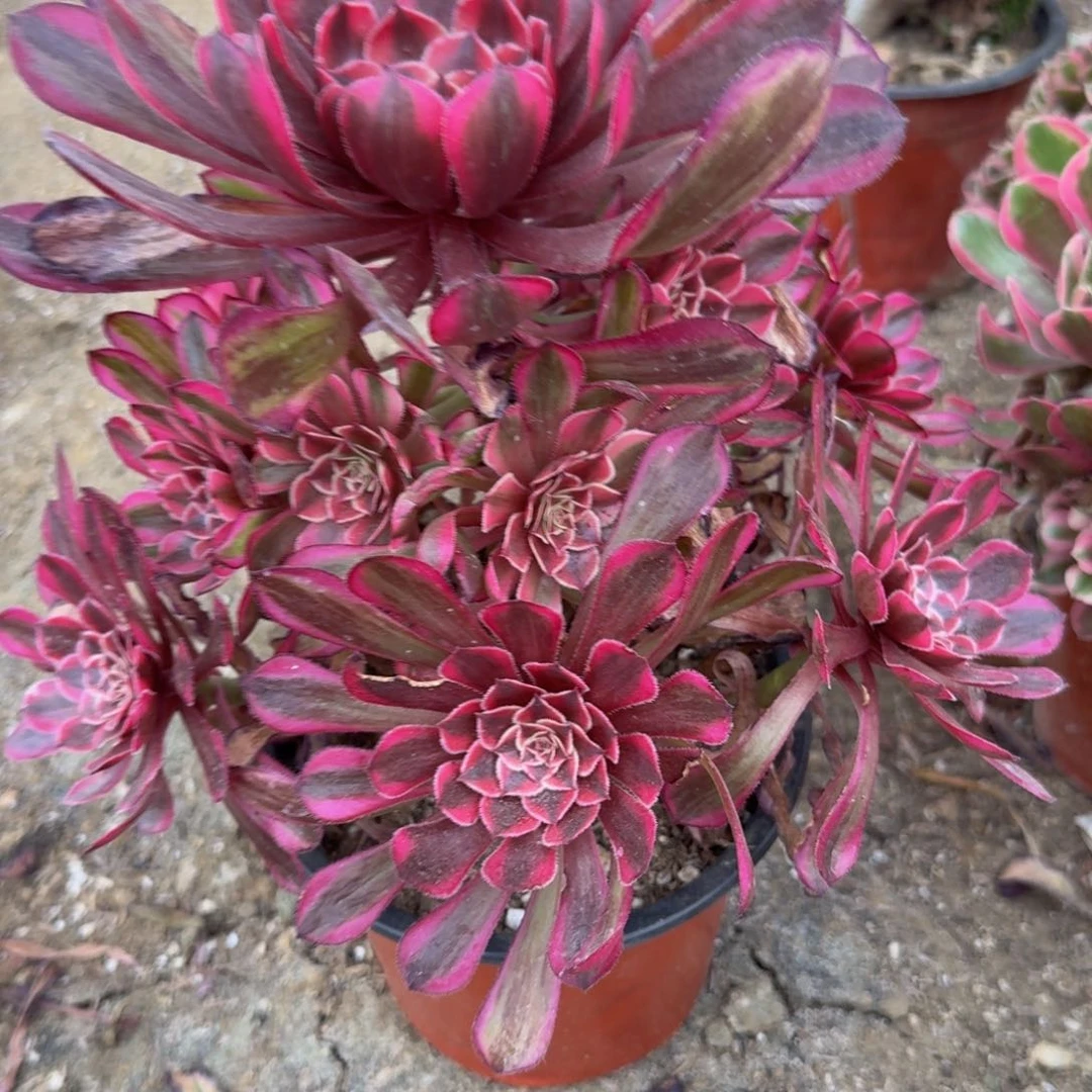 806白月光。多肉植物