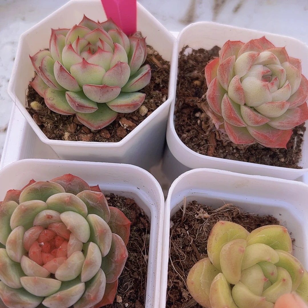 碧玉组合4颗19包邮多肉