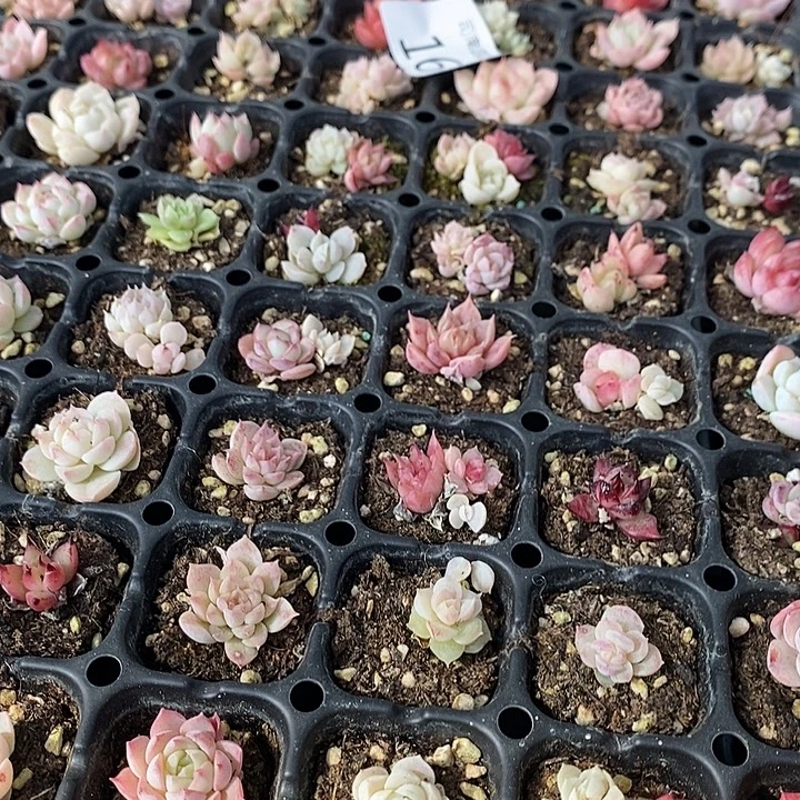 16 多肉植物盆栽花卉