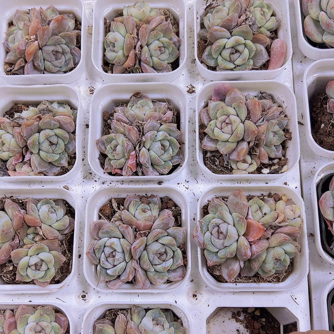 萌****雪兔群10个带盆发