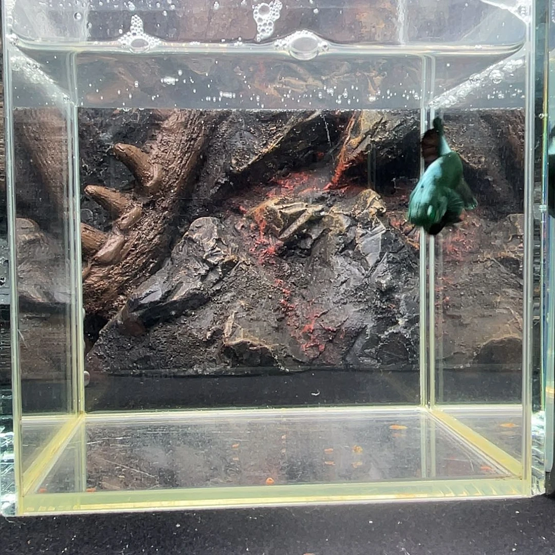 斗鱼十月八日竞价