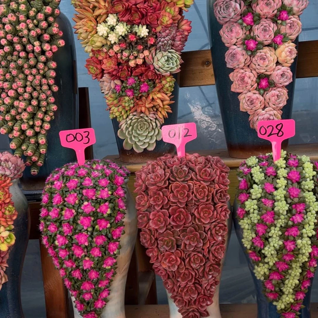 这个是真的好看037