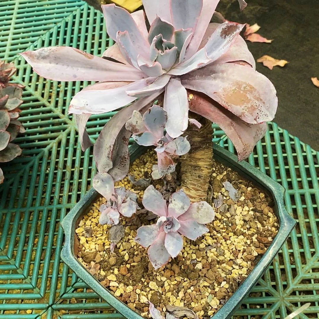 夏*老桩晚霞多肉植物