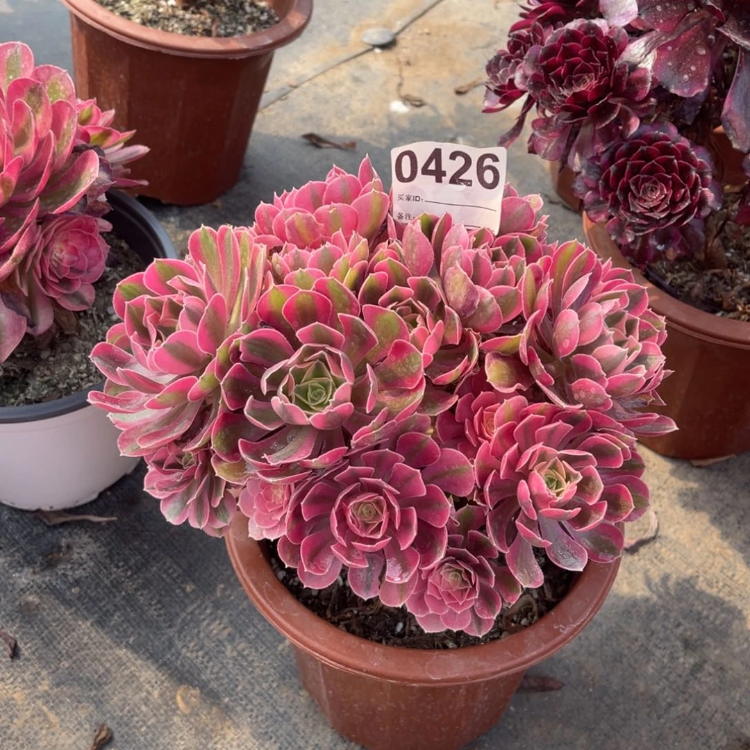 丽女巫0426带土球发货