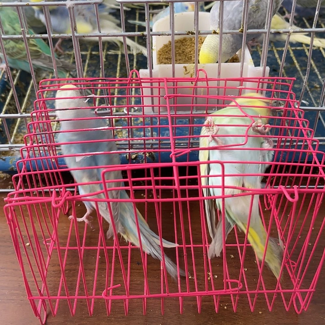 虎皮鹦鹉金彩鹦鹉