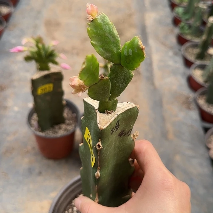 下***空384嫁接蟹爪兰：028（小苗）