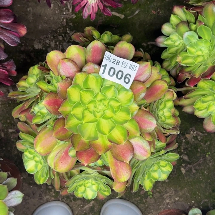 1006韶华多肉植物